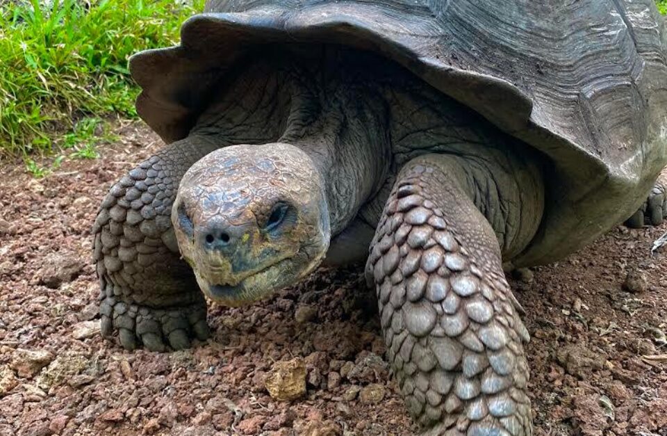 8 day  Galápagos Island Hopping Tour adventure Expedition